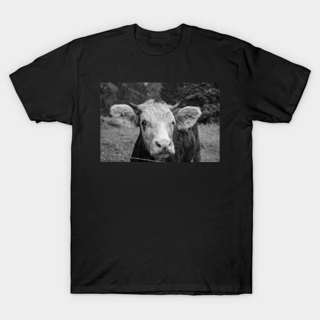 Swiss Cow 3 T-Shirt by photosbyalexis